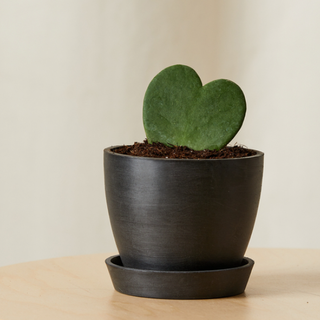 a hoya heart plant in a dark brown pot