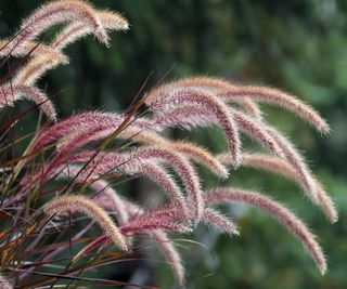 purple fountain grass