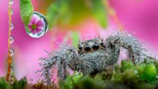 A close-up image of a jumping spider next to a dew drop. 