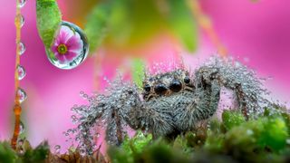 A close-up image of a jumping spider next to a dew drop. 