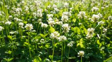 white clover lawn