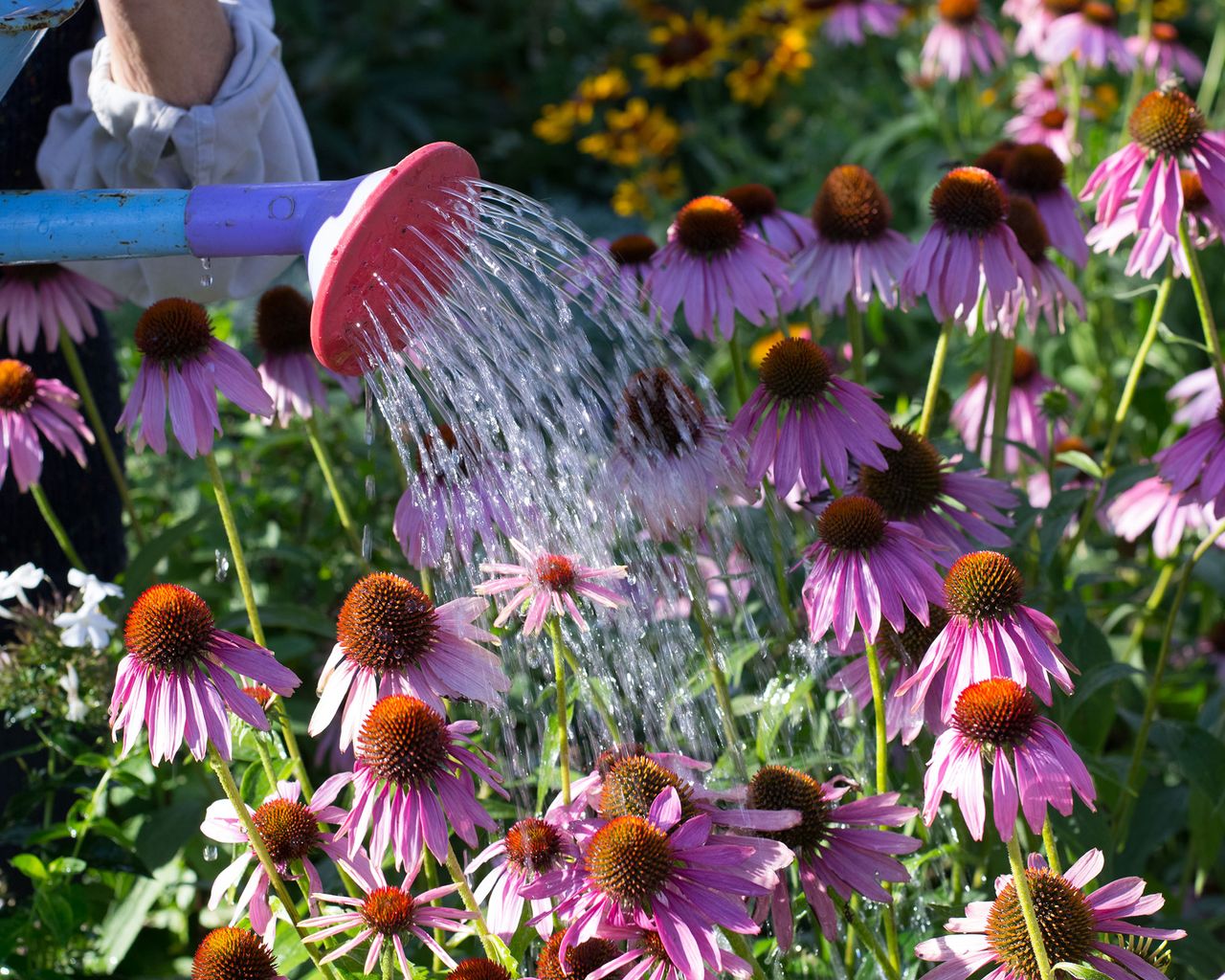 How to grow echinacea top tips on planting and caring for coneflowers