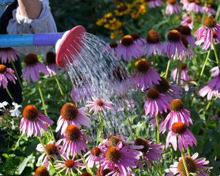 echinacea plants flowering in a border