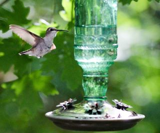 hummingbird on glass feeder