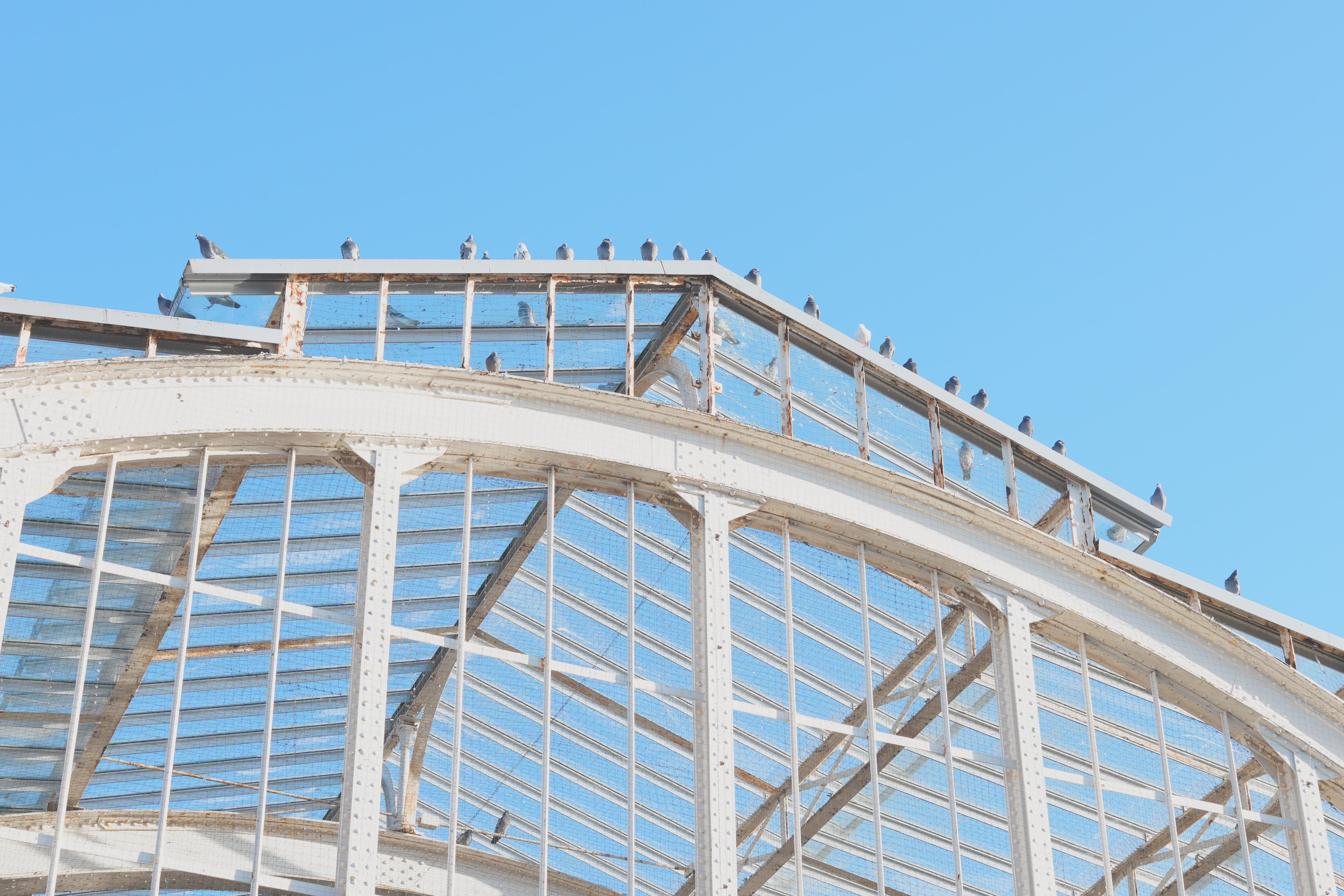 A photo of pigeons sitting on a metal roof