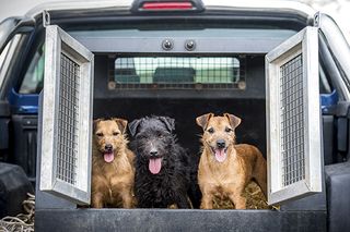 lakeland terrier