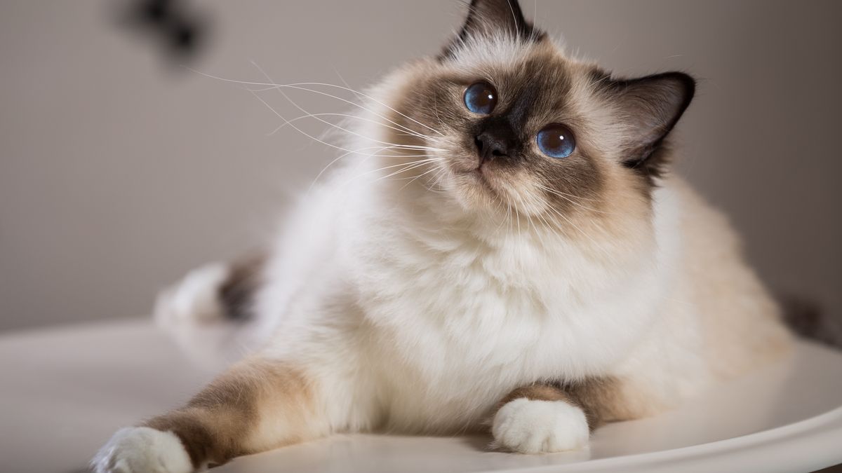 A photograph of a birman cat