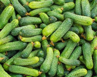 'Vert Petit de Paris' pickling cucumber fruits at harvest