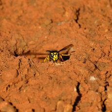 Yellowjacket wasp emerging from its underground nest