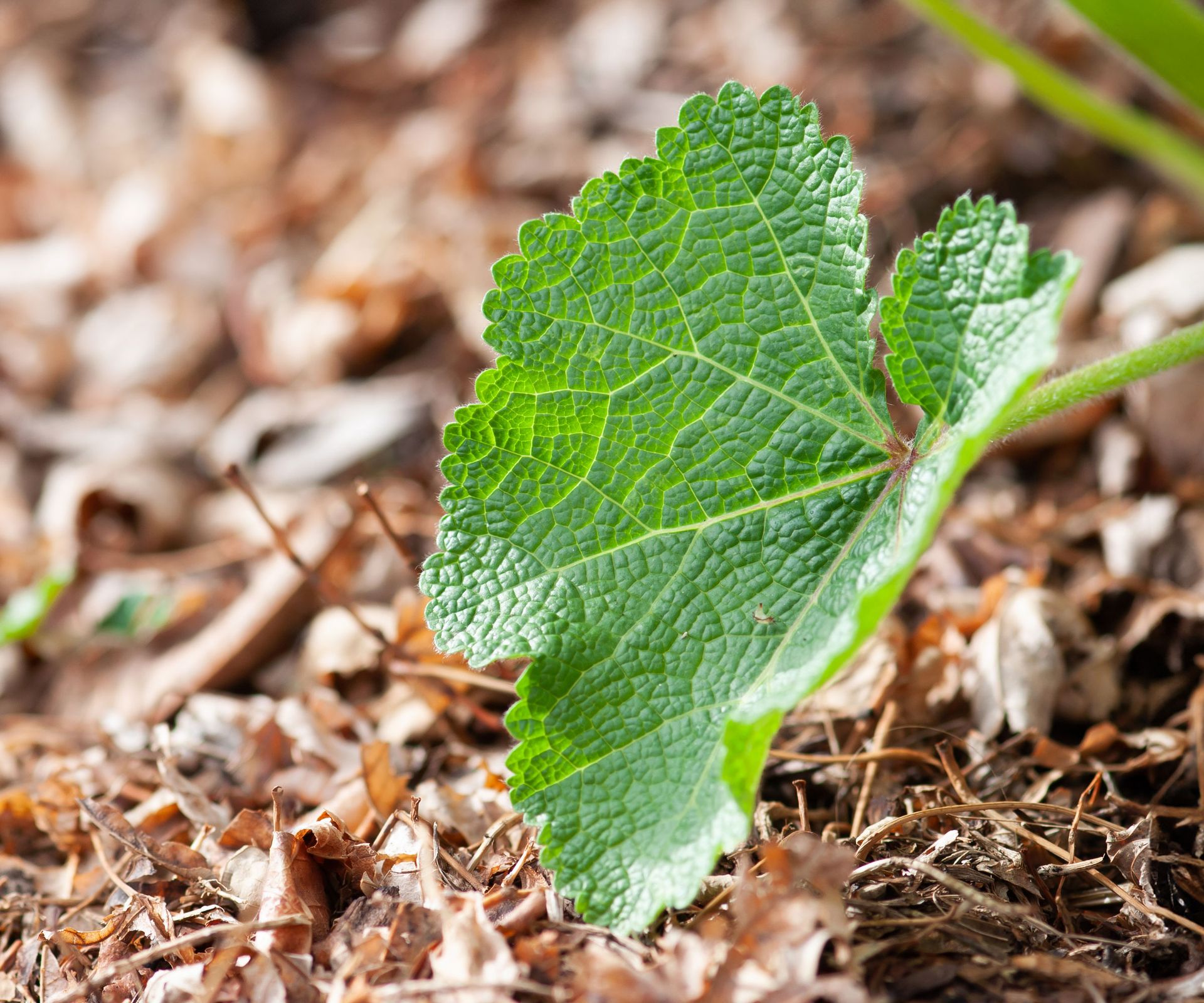 leaf of young hollyhock plant with mulch