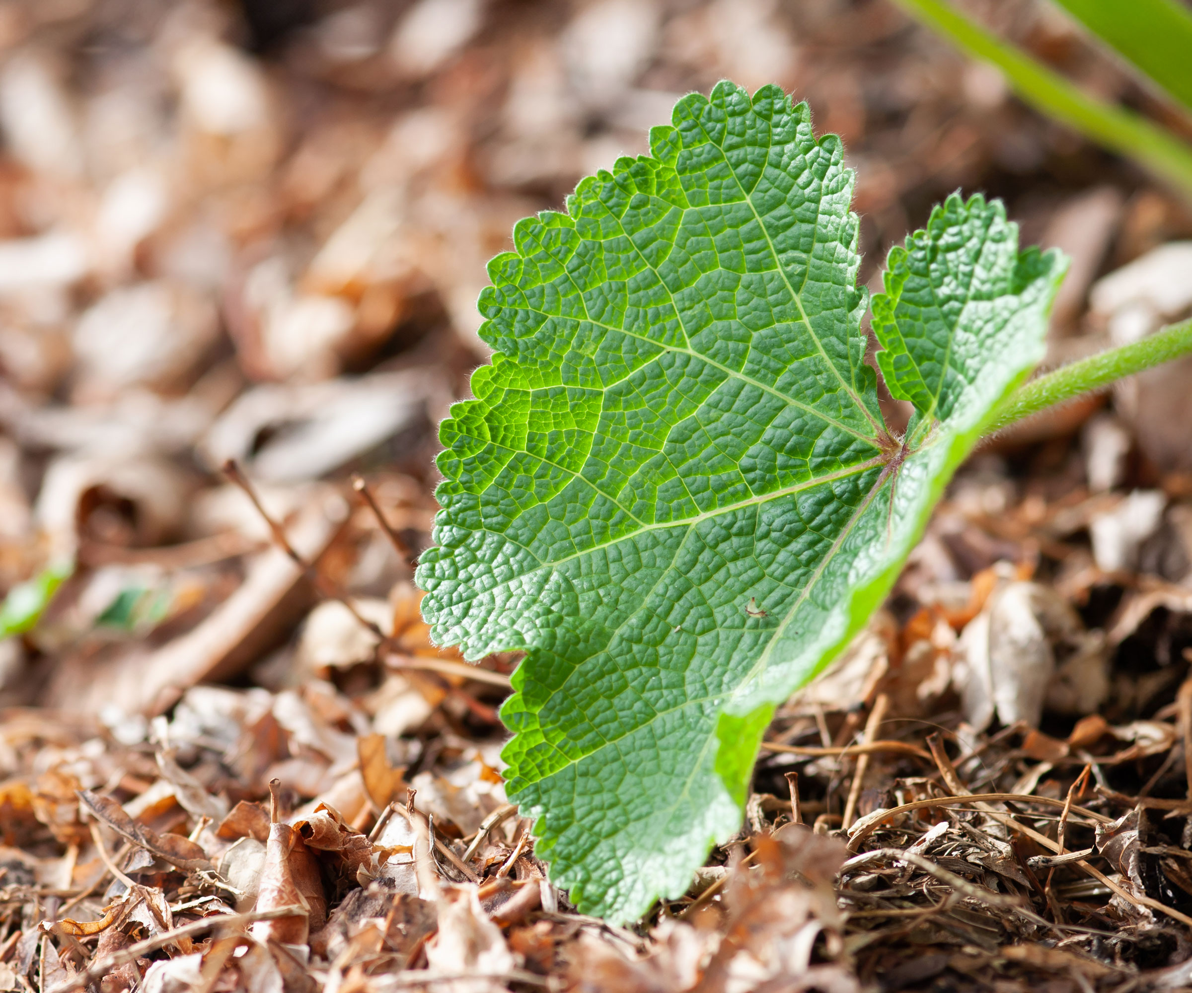 leaf of young hollyhock plant with mulch