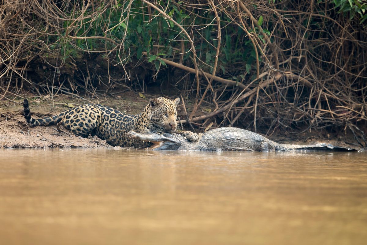 In Photos A Jaguar Takes Down a Caiman in Brazil Live Science