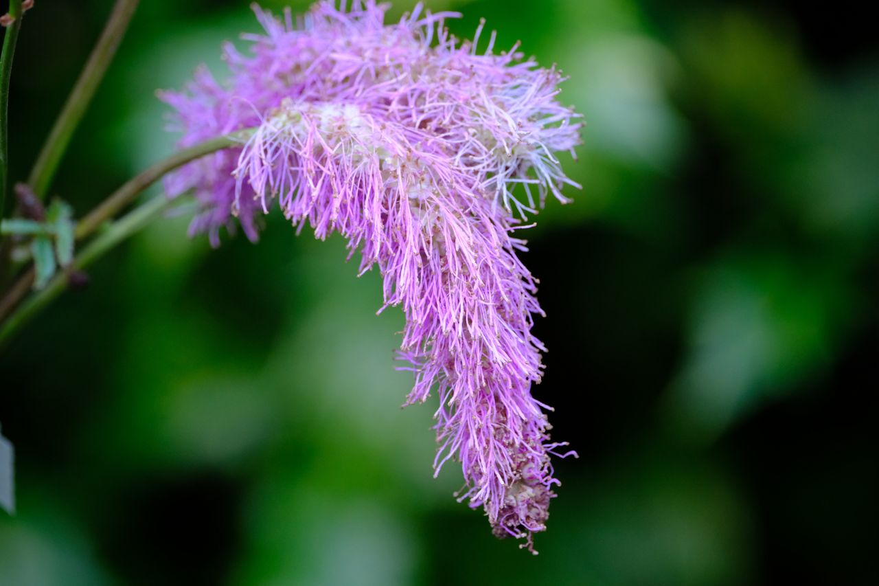 Fujifilm XF 500mm F5.6 R LM OIS WR