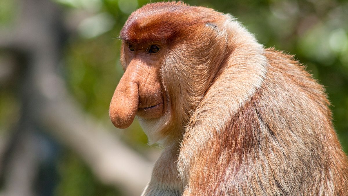 10 phallic flora and fauna that look just like penises | Live Science