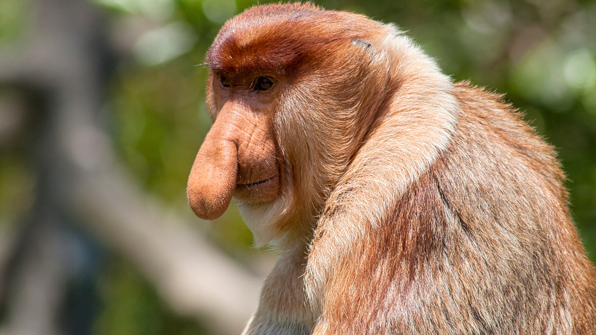 Close-up of proboscis patas monkey looking away.