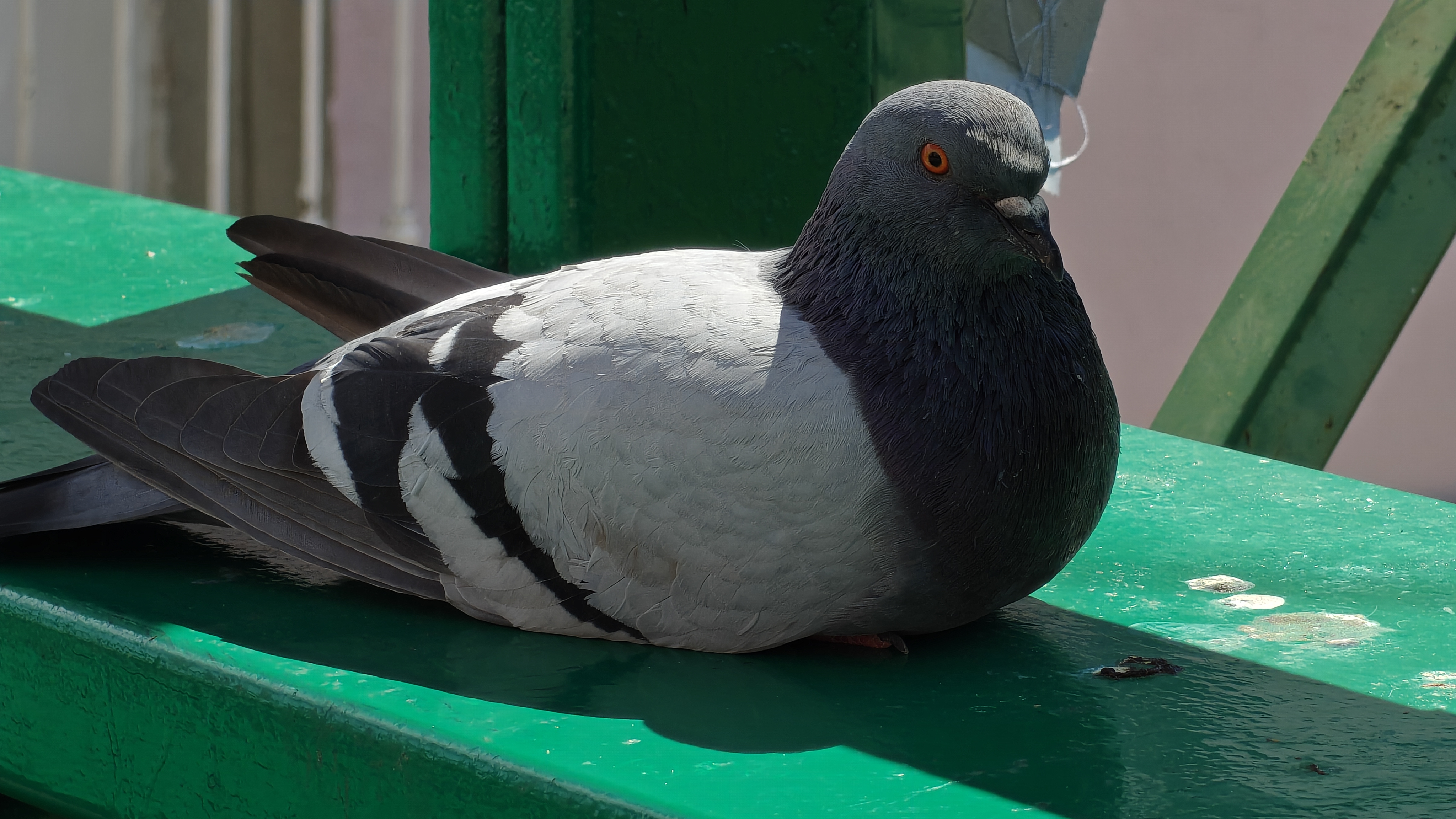 OnePlus 15 camera review