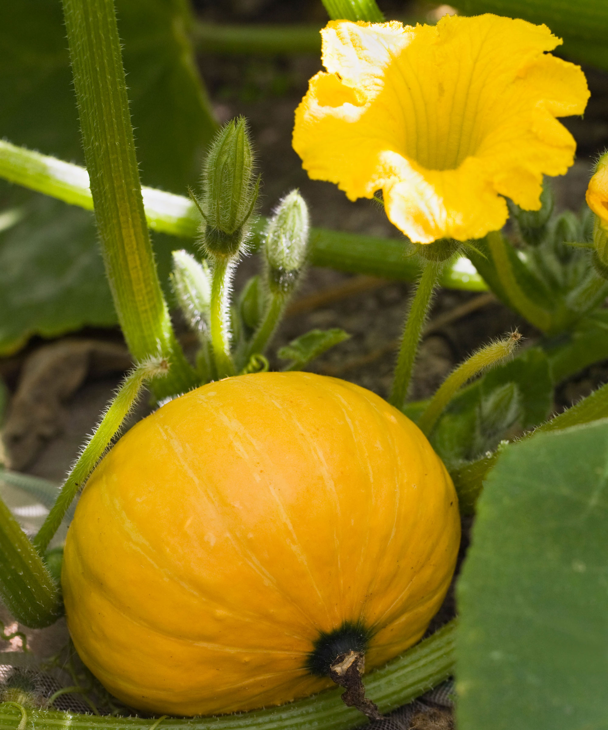 Golden Nugget pumpkin with yellow flower and stems