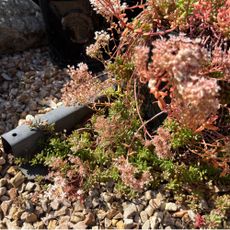 White stonecrop (Sedum album) growing in garden gravel area