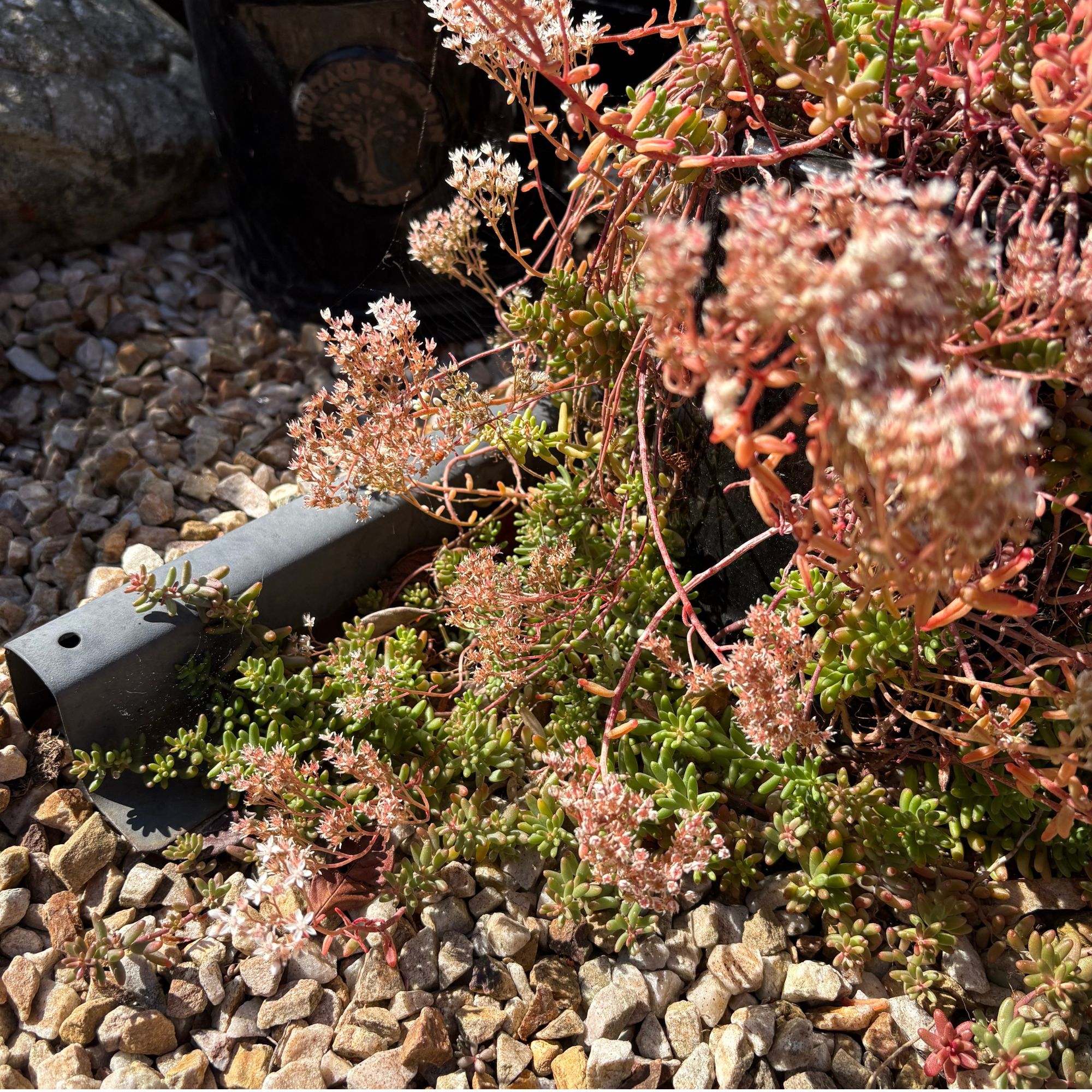 White stonecrop (Sedum album) growing in garden gravel area