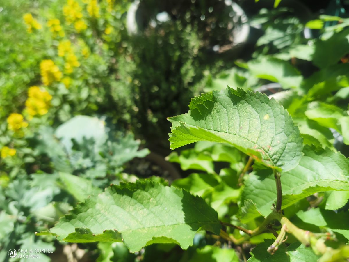 Oukitel WP500 Ultra camera examples