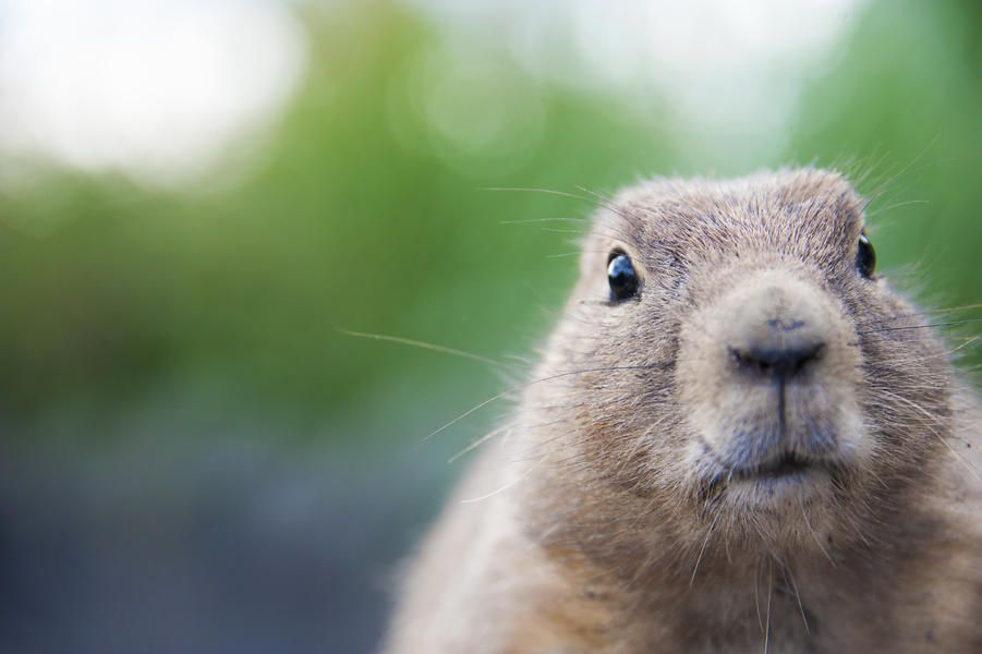 Groundhog dropped by NYC Mayor Bill de Blasio reportedly died of &amp;#039;internal injuries&amp;#039;