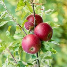 Red apples growing on apple tree in garden