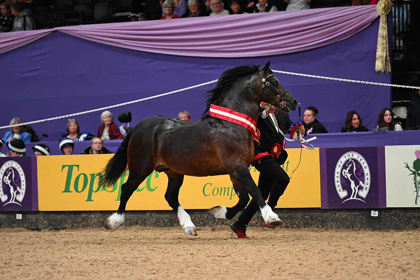GWYNFAES SEREN WLEDIG reserve price champ peter nixon