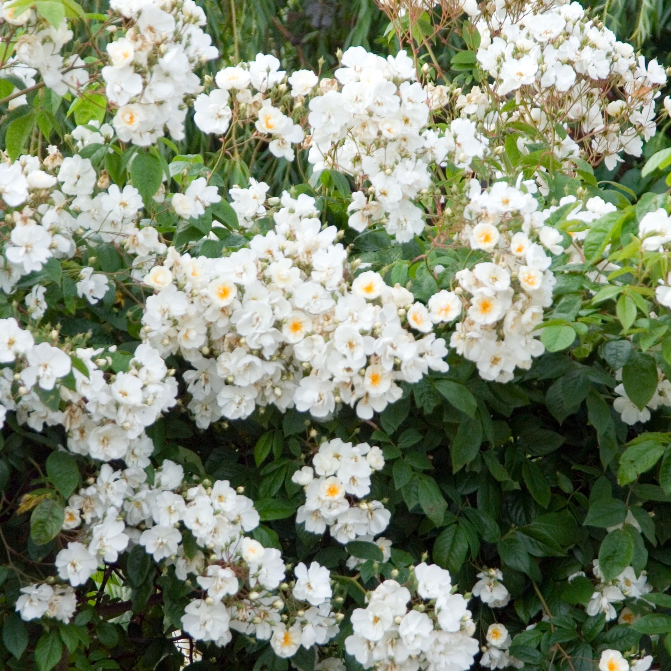 Rosa Wedding Day | Rambling Rose
