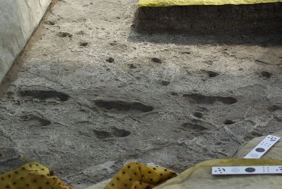 The fossilized footprints of Australopithecus