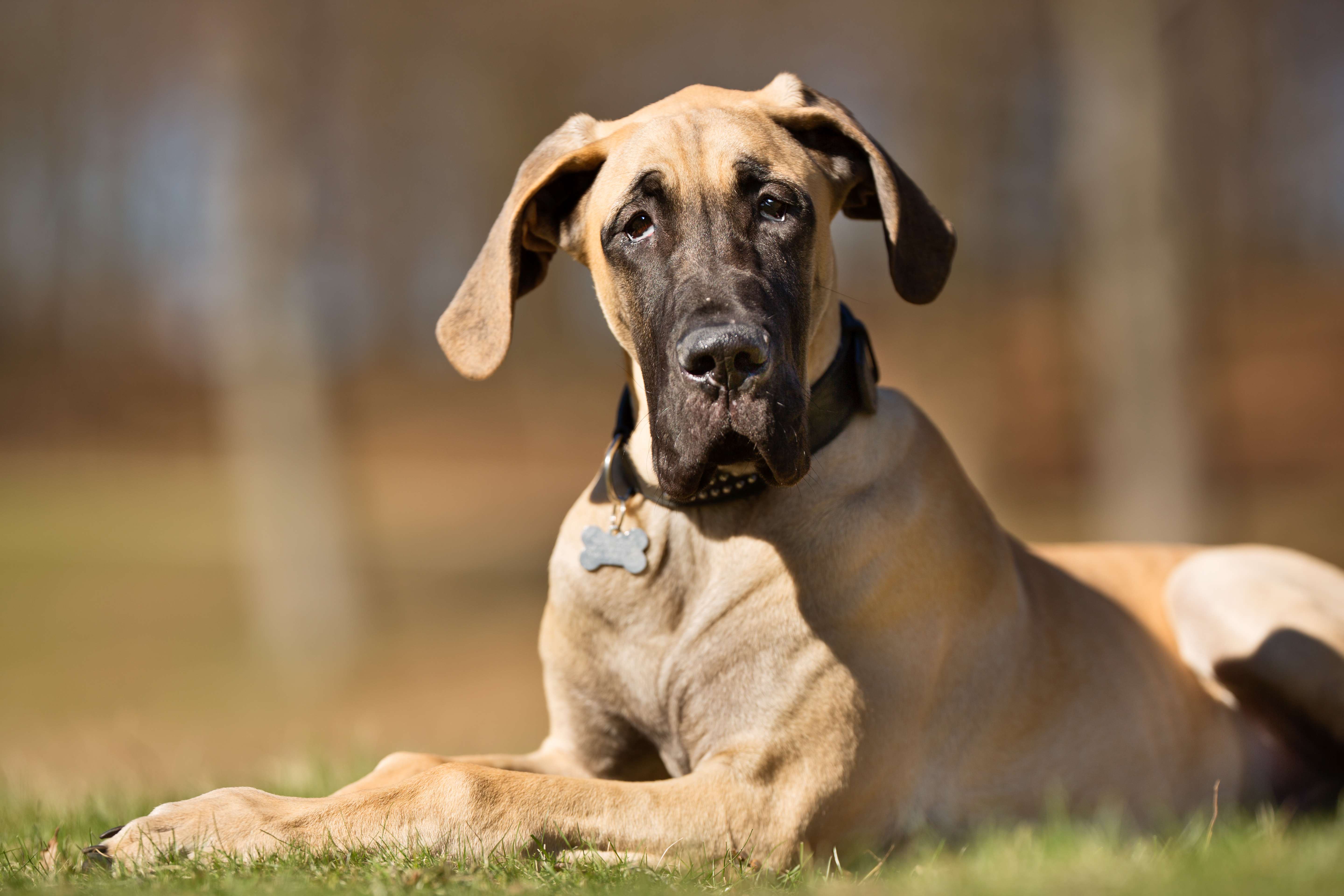 A fawn-coloured Great Dane lies calmly on the grass, gazing attentively at the camera with a soft, expressive face.