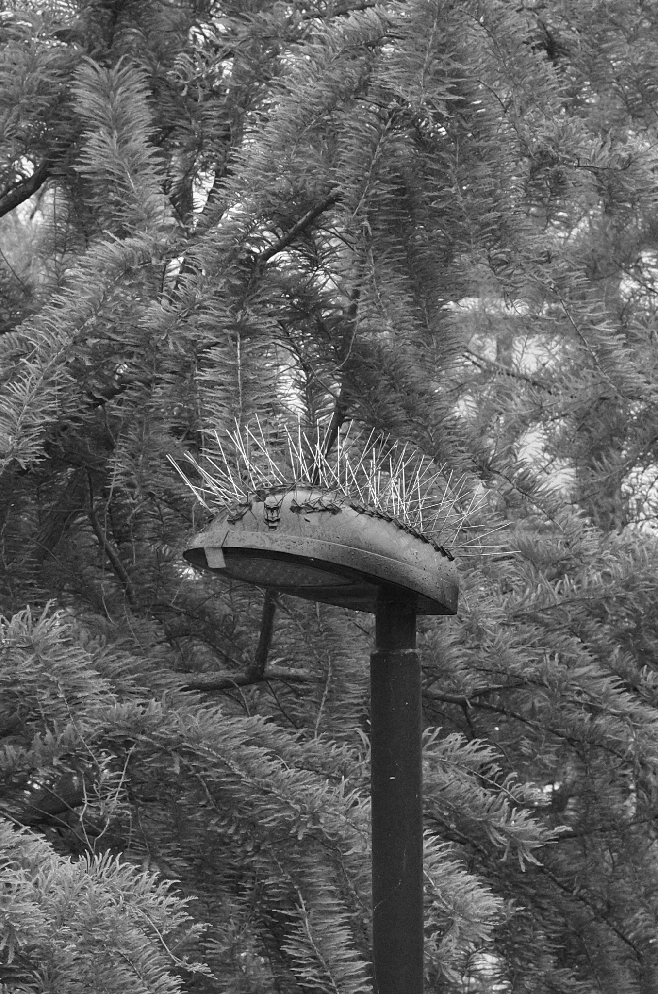 A photo of a lamppost taken on a Leica M11-D rangefinder camera