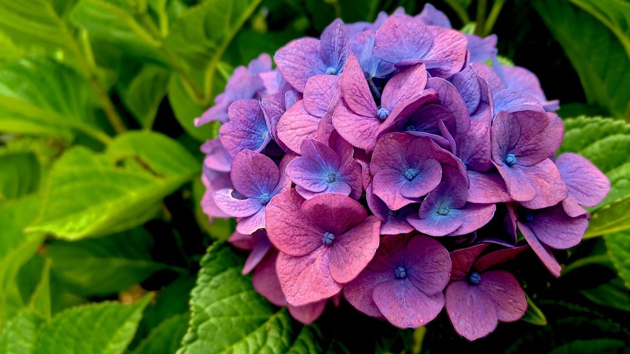 Pink and blue hydrangea flowers