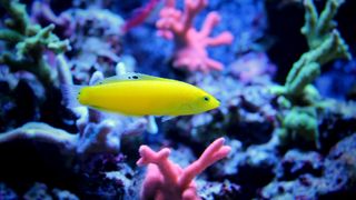 Yellow wrasse