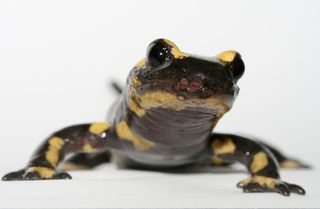 a fire salamander infected with a fungus