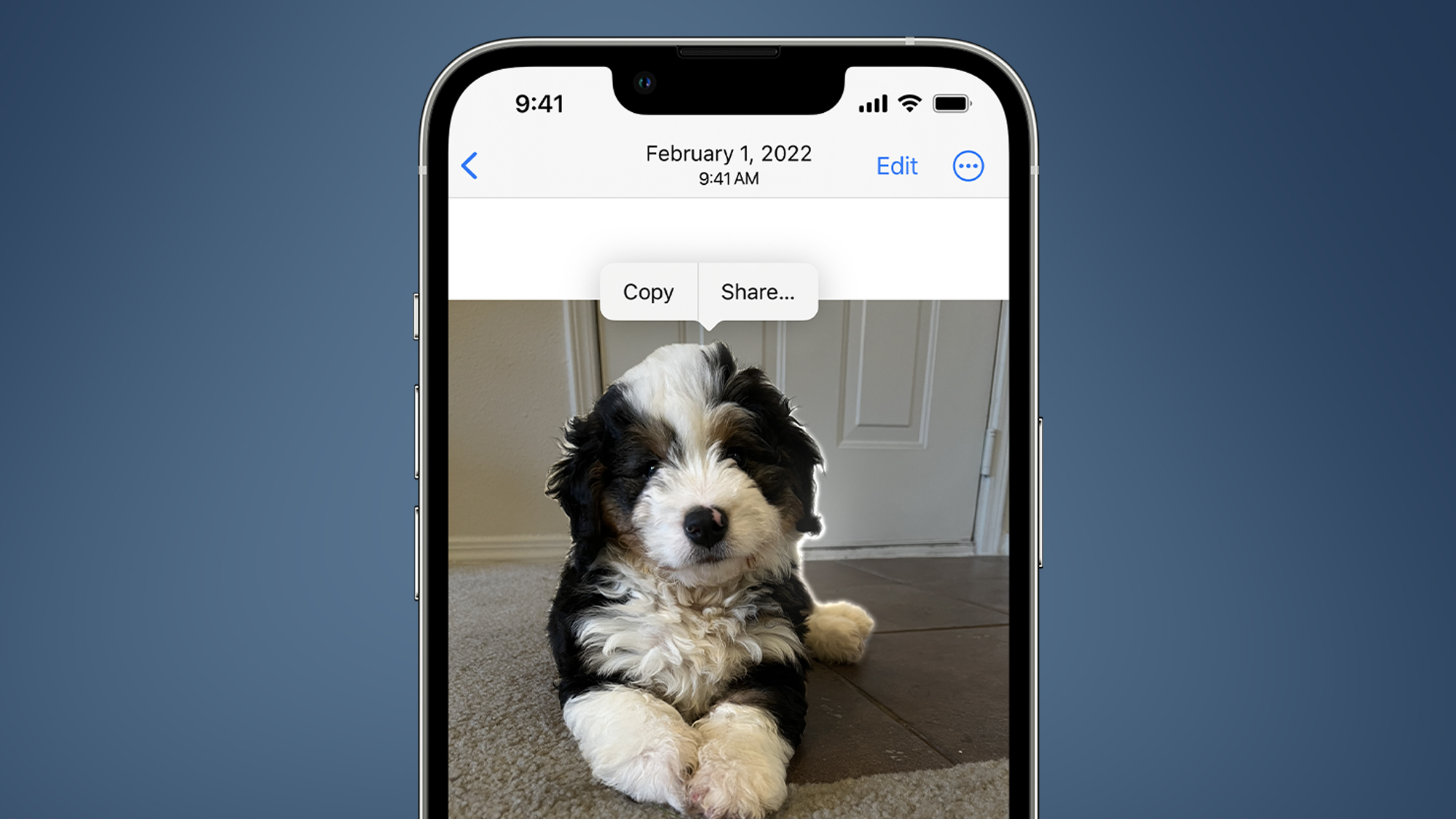 An iPhone on a blue background showing a photo of a dog being cut out