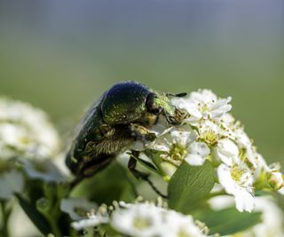 An incandescent green rose chafer on a cluster of flowers