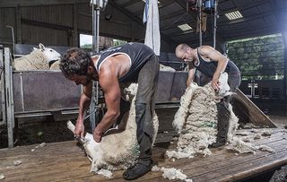 Sheep-shearer