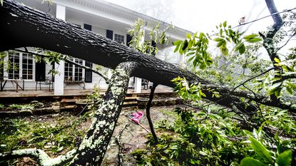 picture of tree down in front yard of a home