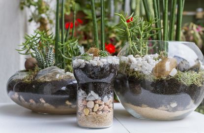mini gardens in glass terrariums