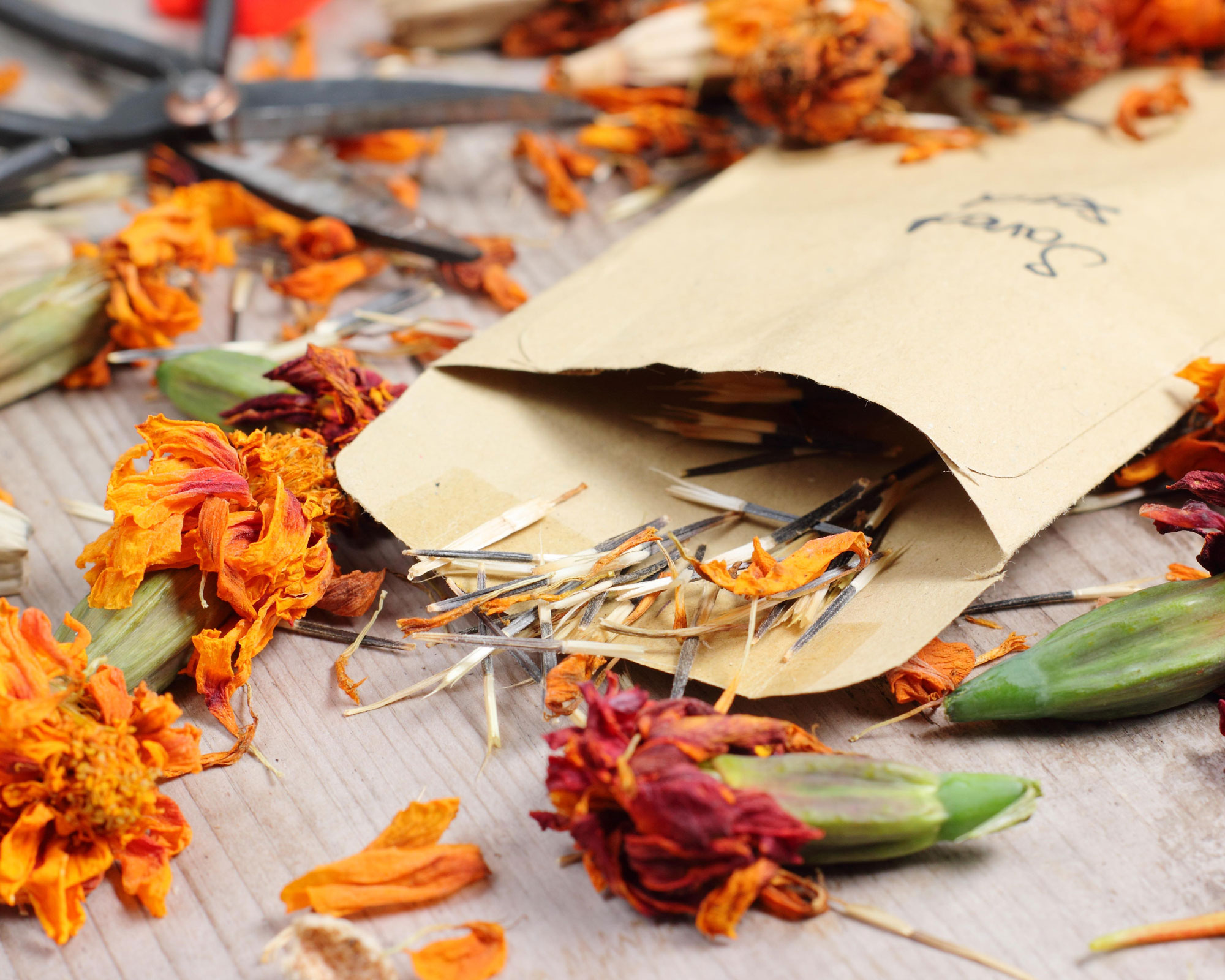 How to get free seeds 7 budgetsaving solutions Gardeningetc