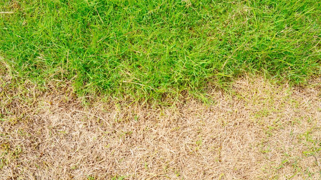 9 signs that you’re cutting your grass too short Tom