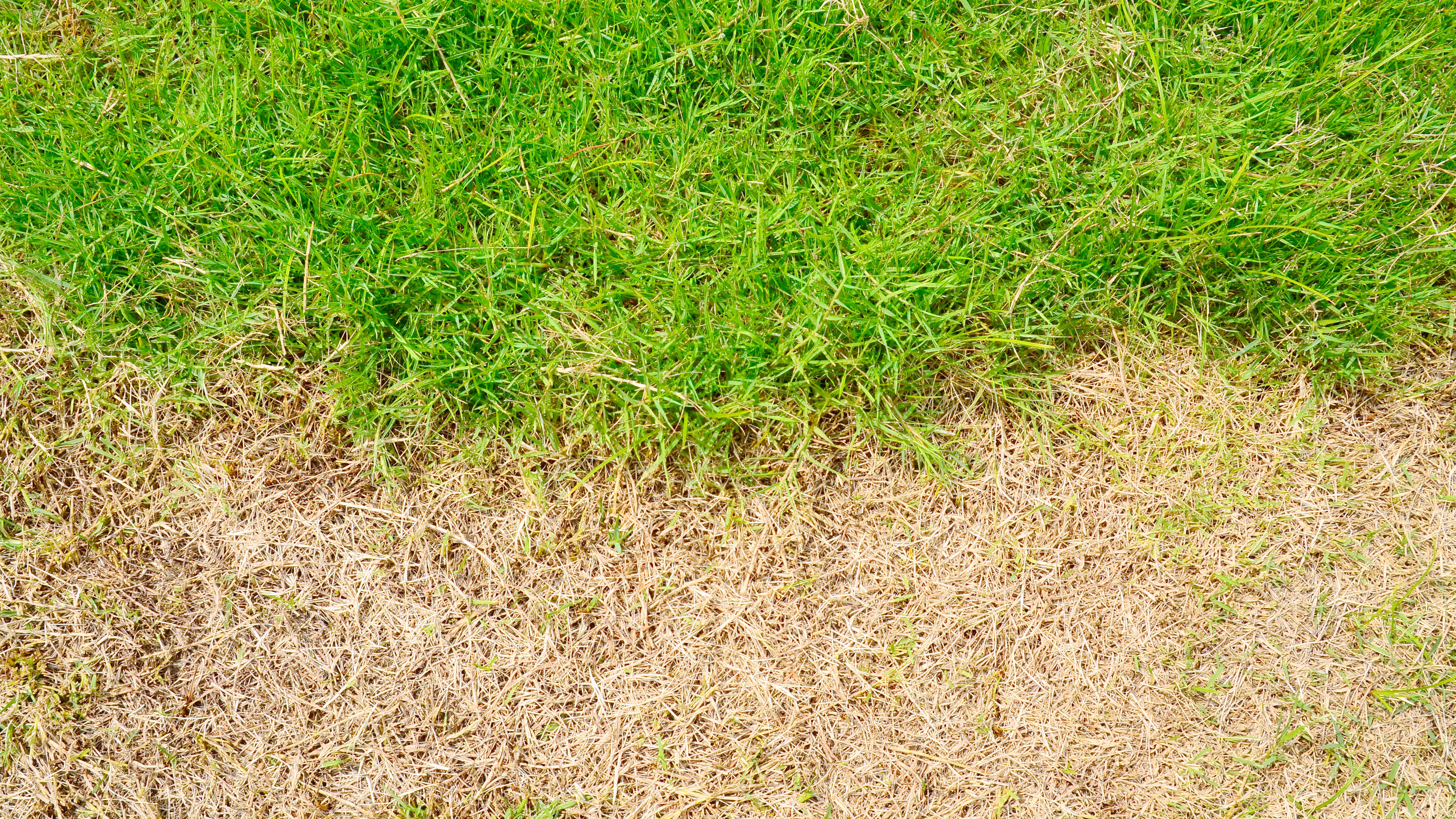 Здоровая трава рядом с коричневой, высушенной травой