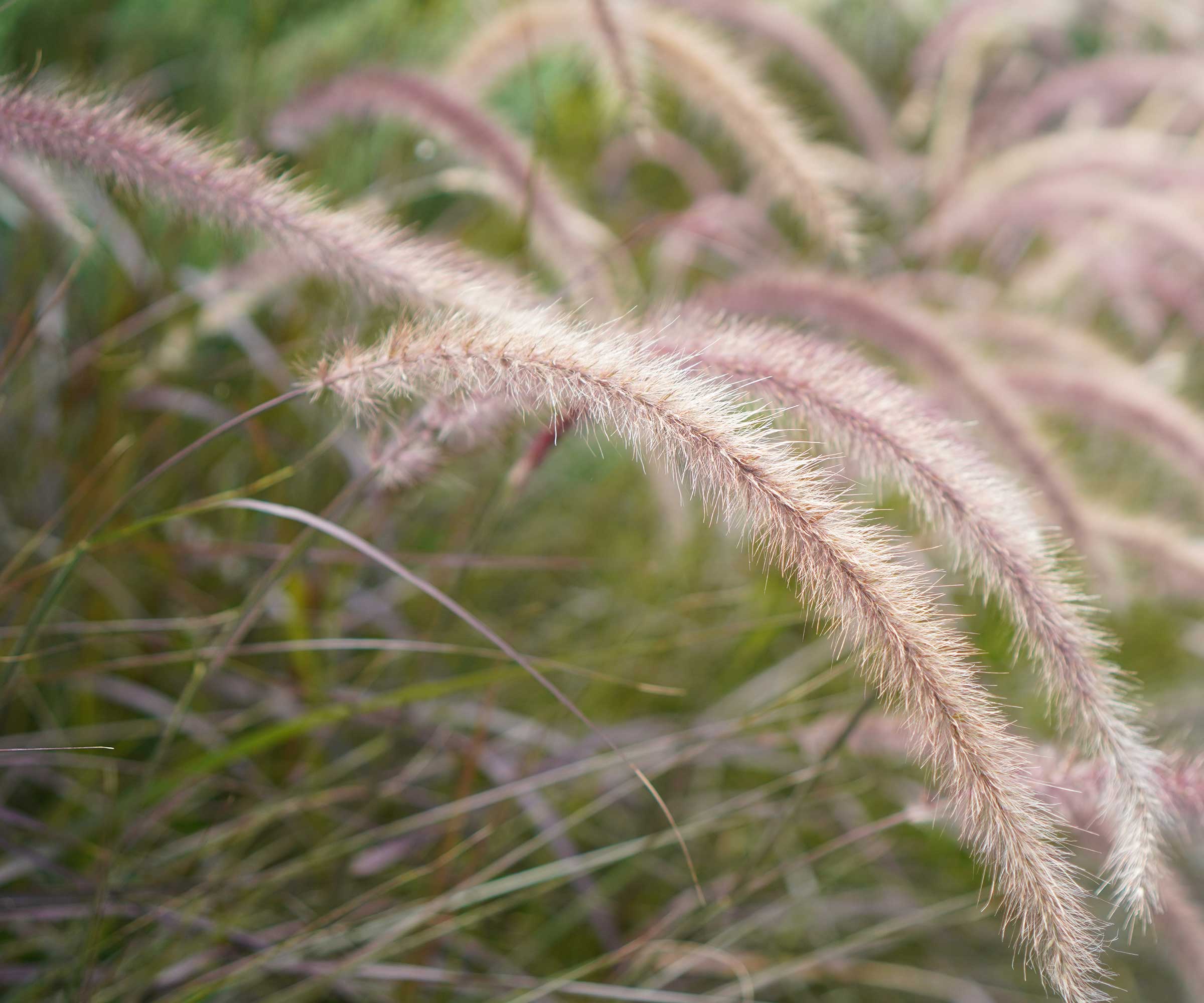 ornamental grasses