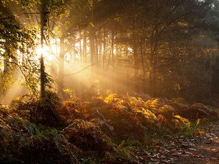 Sherwood Forest at sunrise ©Alamy