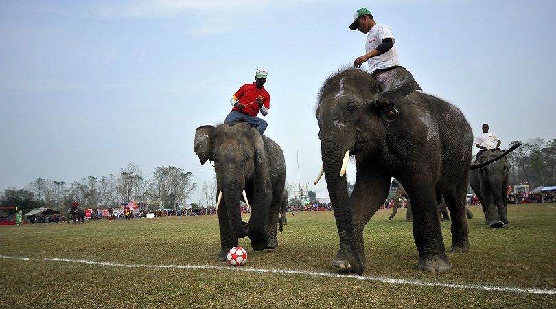 Elephant