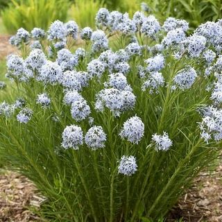 1 Gallon 'string Theory' (amsonia) Live Plant, Blue Flowers