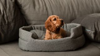 Puppy in nice grey bed