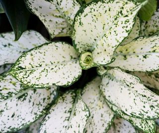 Chinese evergreen 'Snow White'