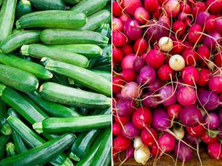 Zucchini (L) & Radish (R)