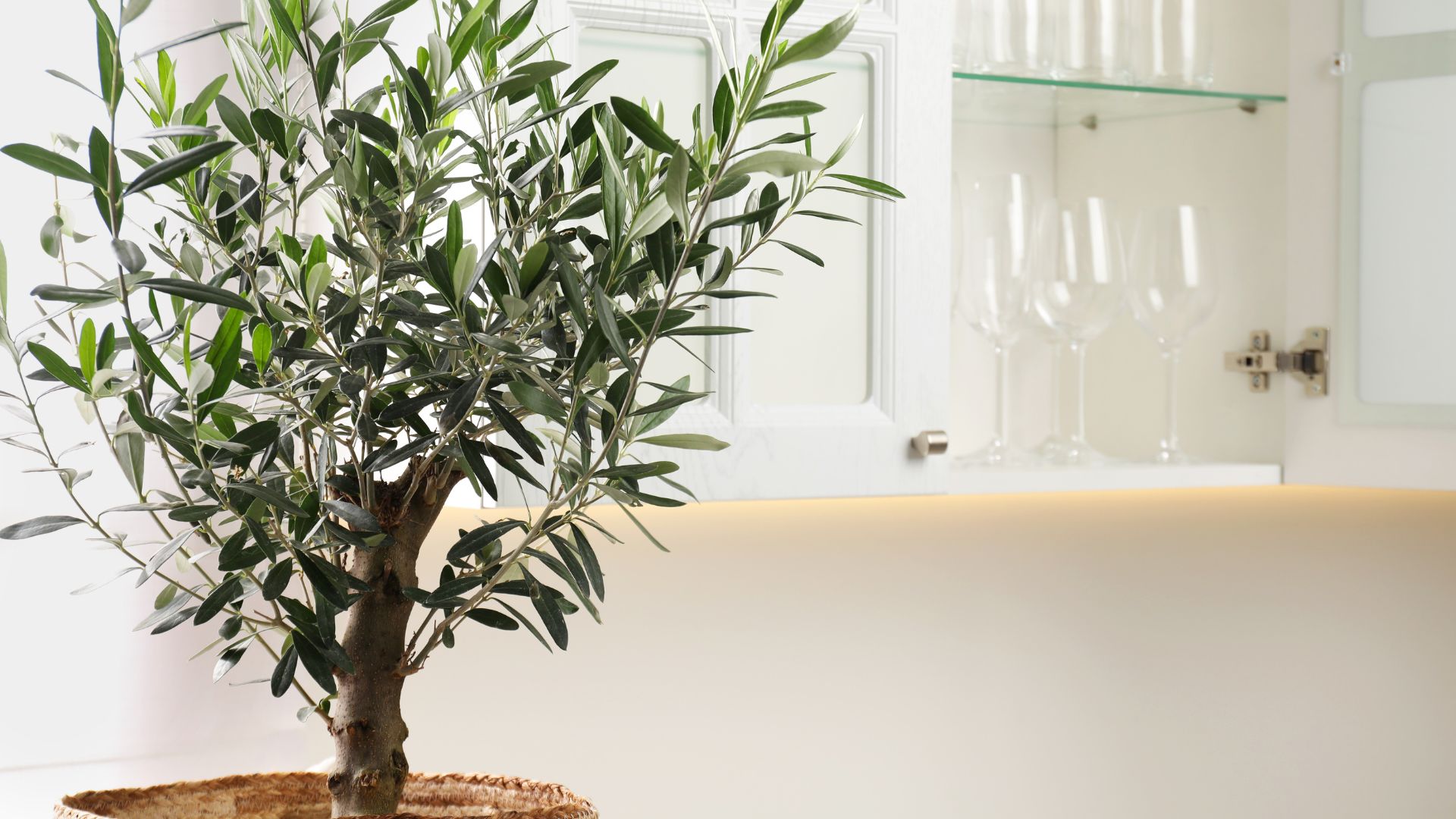 picture of a olive tree in a kitchen